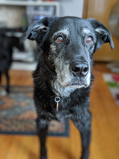 old gray dog