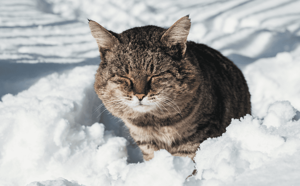 Frostbite In Cats