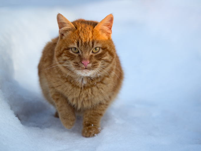 Frostbite in Cats in Highland, IN: Signs and What to Do | Emergency  Veterinary Care Centers