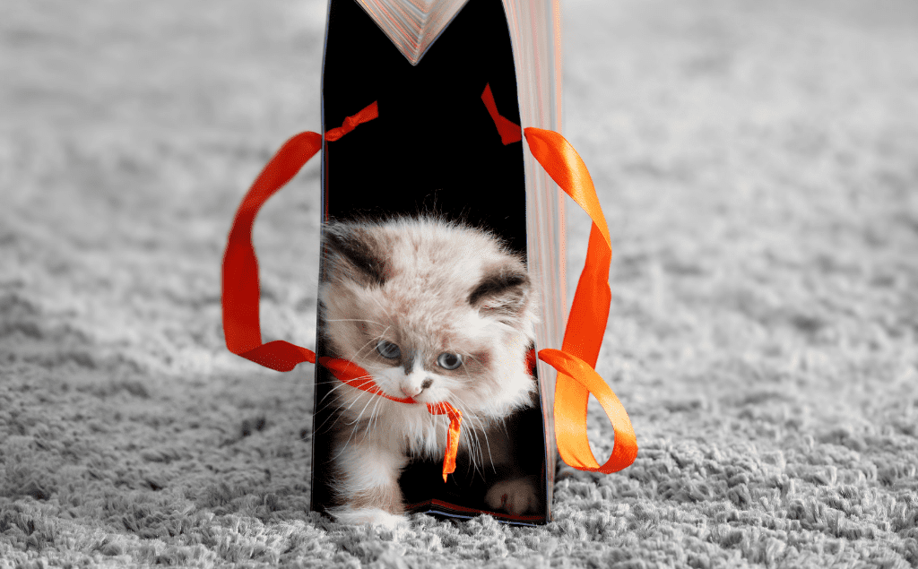 Cat Ate Ribbon