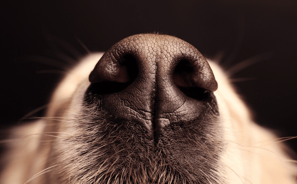 Dog Nose Bleeding