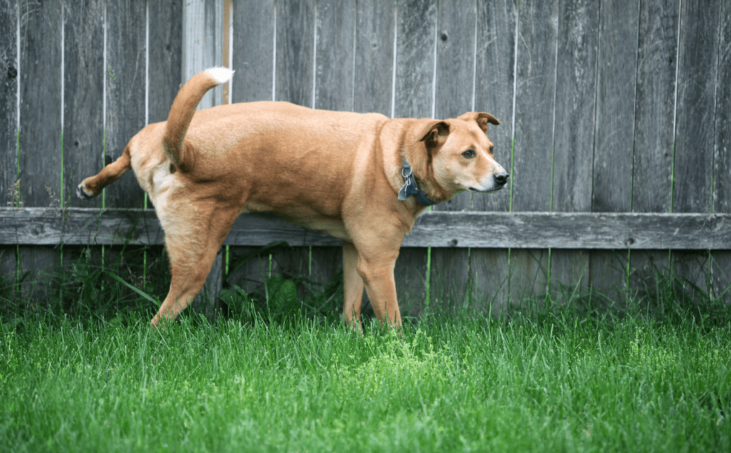 Blood In Dog Urine