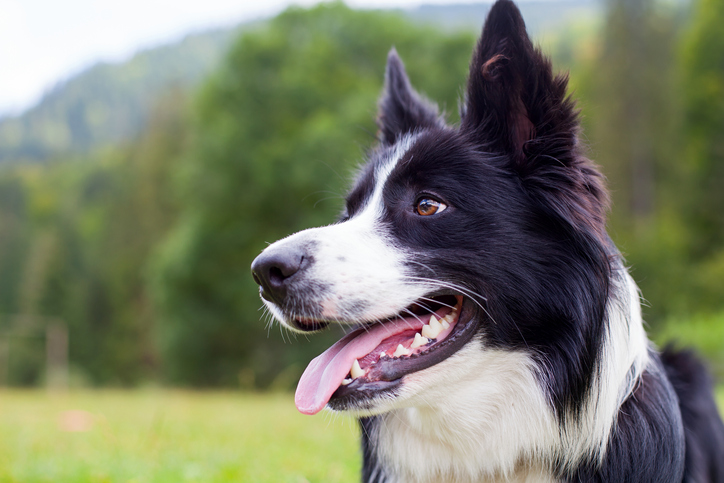 4 Reasons Behind Excessive Panting in Dogs