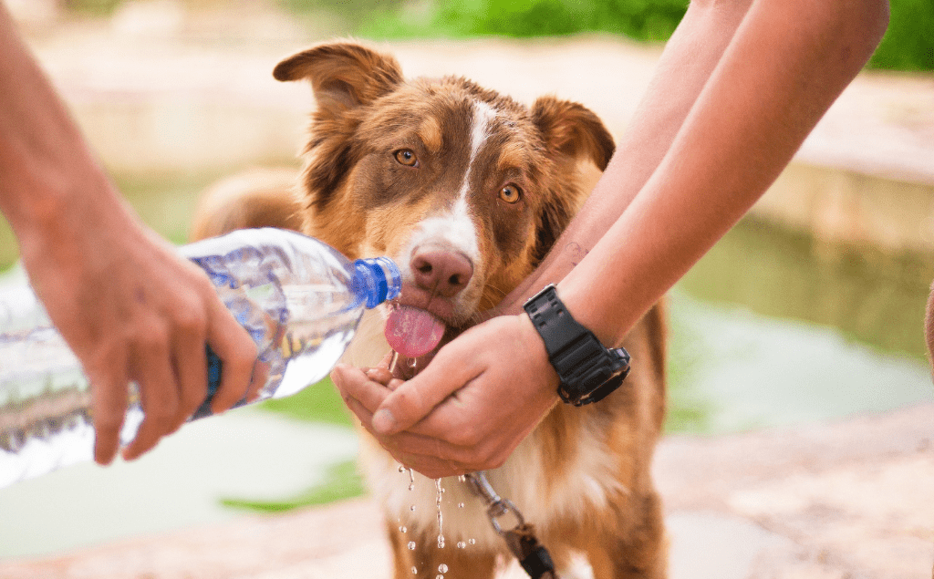 Dog Dehydration