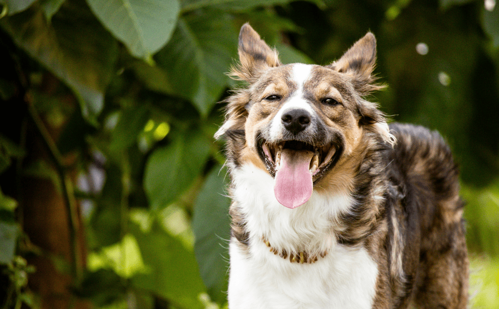 Excessive Panting Dogs