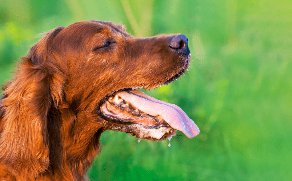 Dog Heatstroke