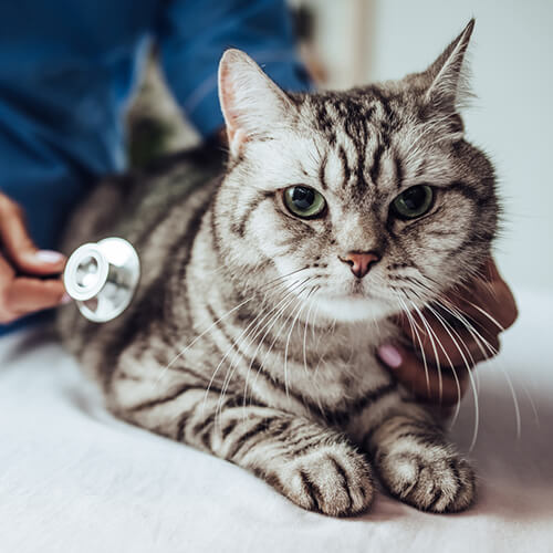 cat with stethescope