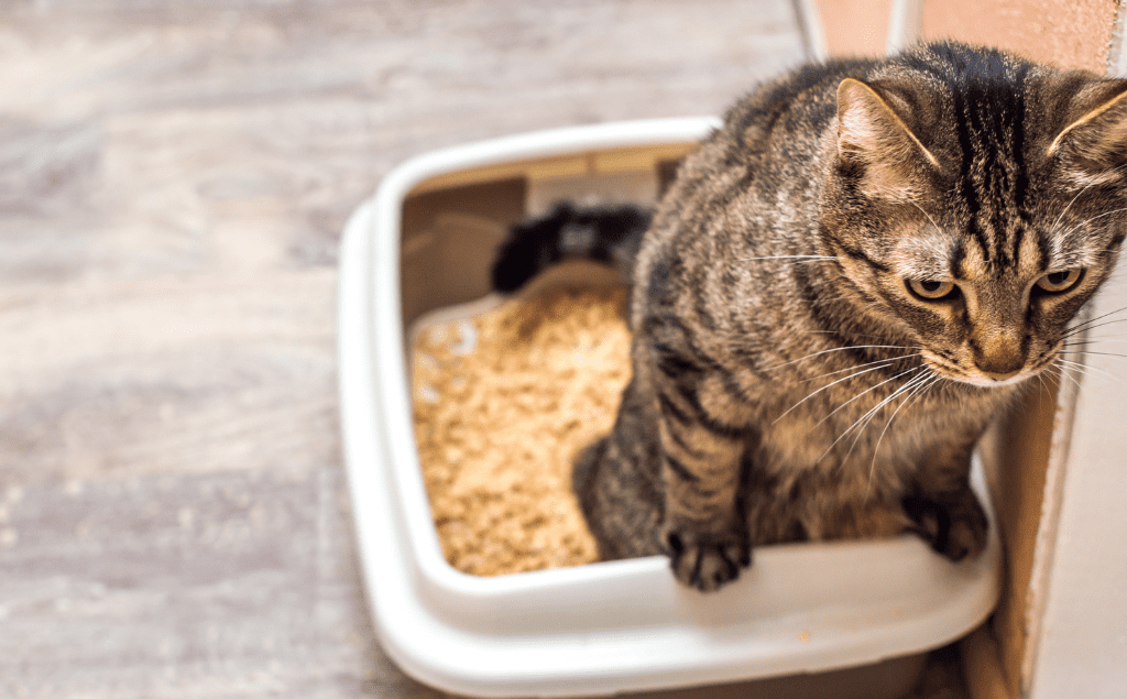 Cat Can't Urinate