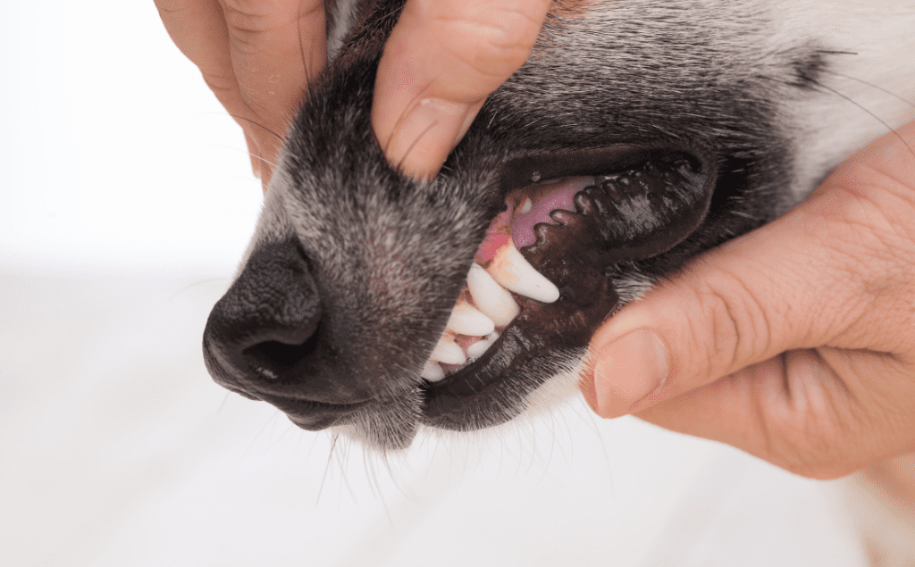 Dog Pale Gums
