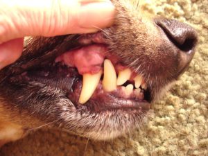 Dog white gums not eating