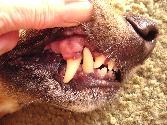 do puppies teeth bleed when they fall out