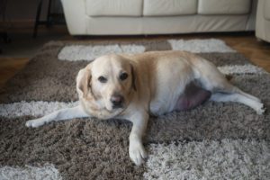 Signs of a dog in labor