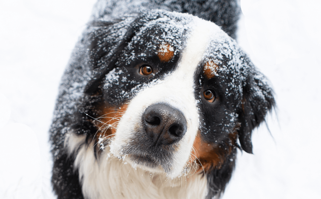 Frostbite Dog Paws
