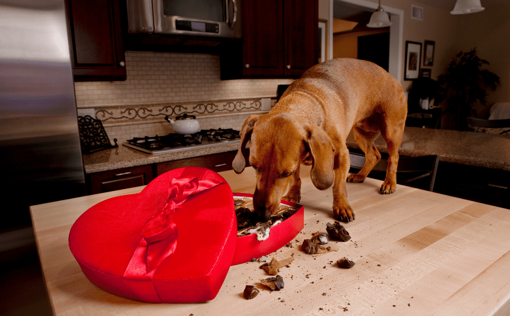 Dogs Chocolate