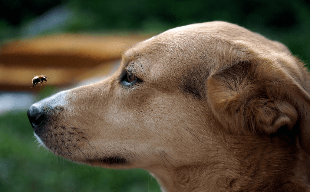 Dog Stung By Bee