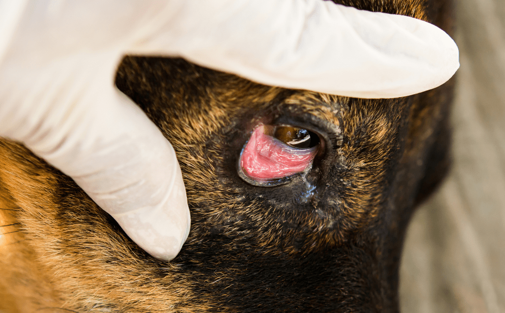 Bloodshot Eyes Dogs