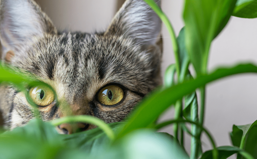 Poisonous Plants Cats