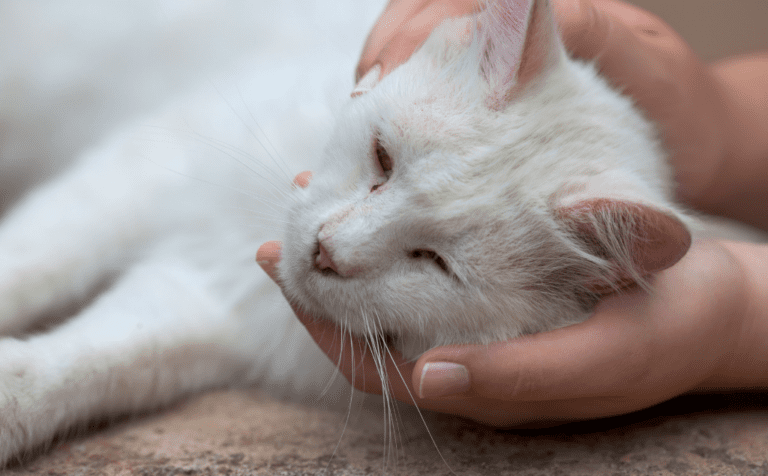 Picture of Feline Leukemia: Causes, Symptoms and Treatment | Emergency Veterinary ...