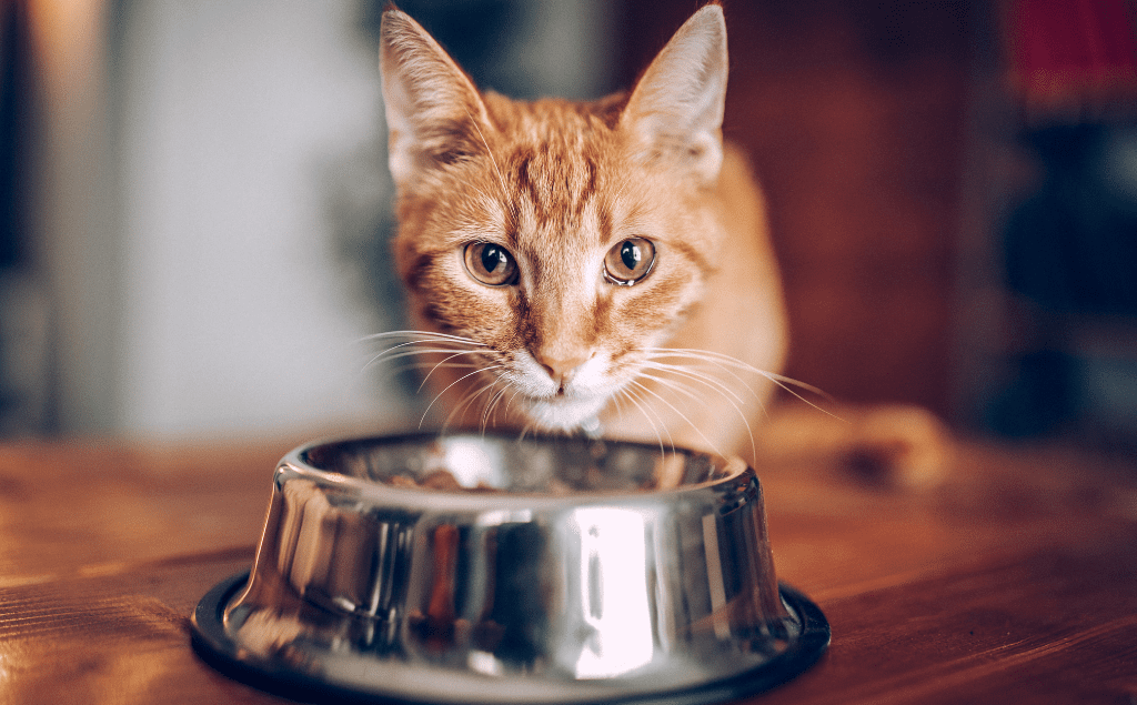 Cat Not Eating