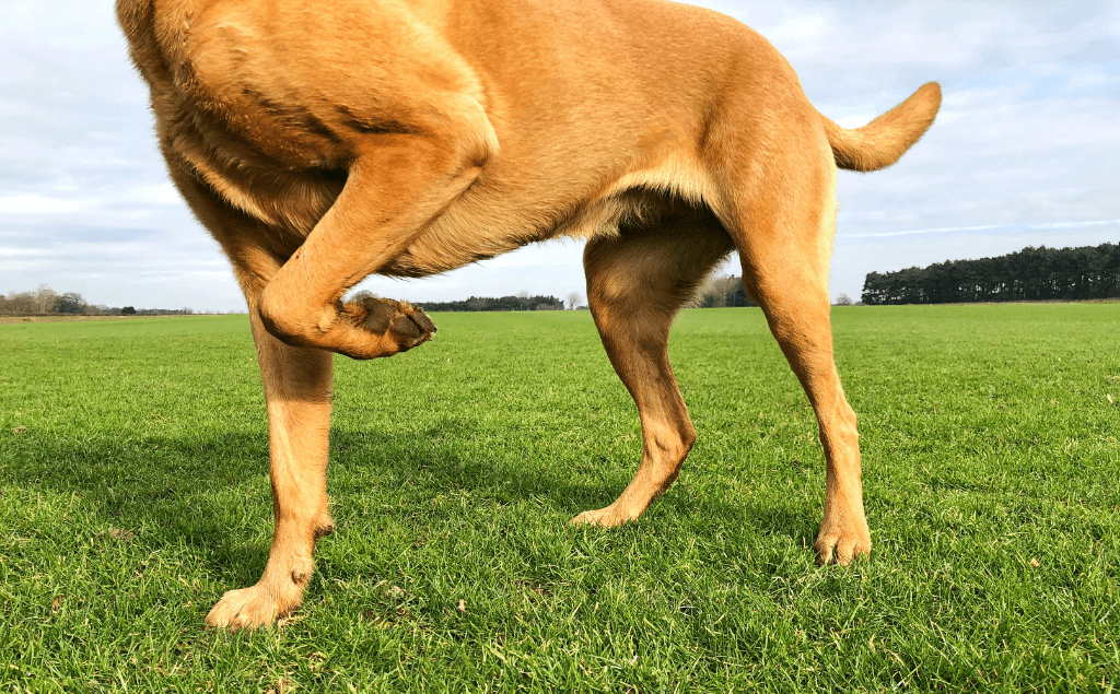 Dog Limping