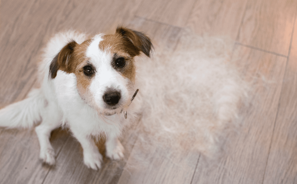 Dog Losing Hair