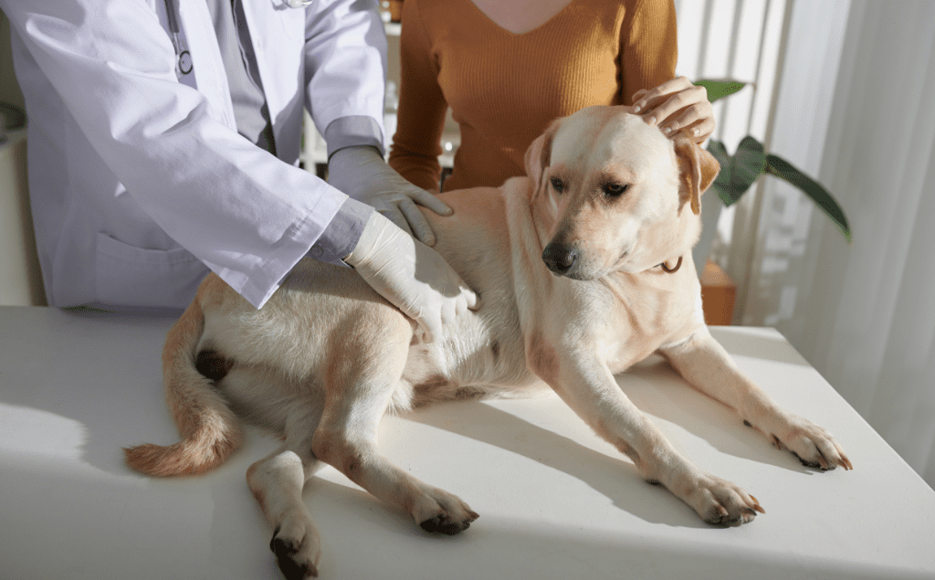 Dog Swollen Stomach