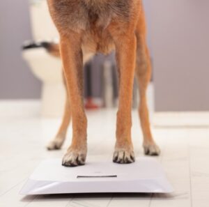 dog losing weight suddenly
