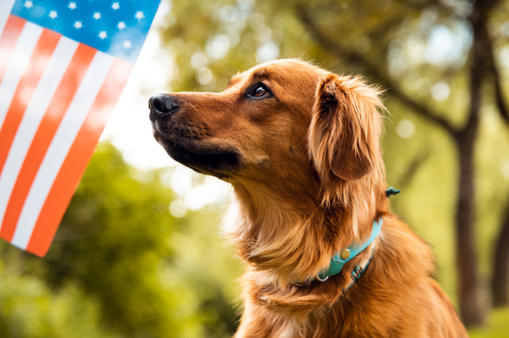 memorial day pet safety tips