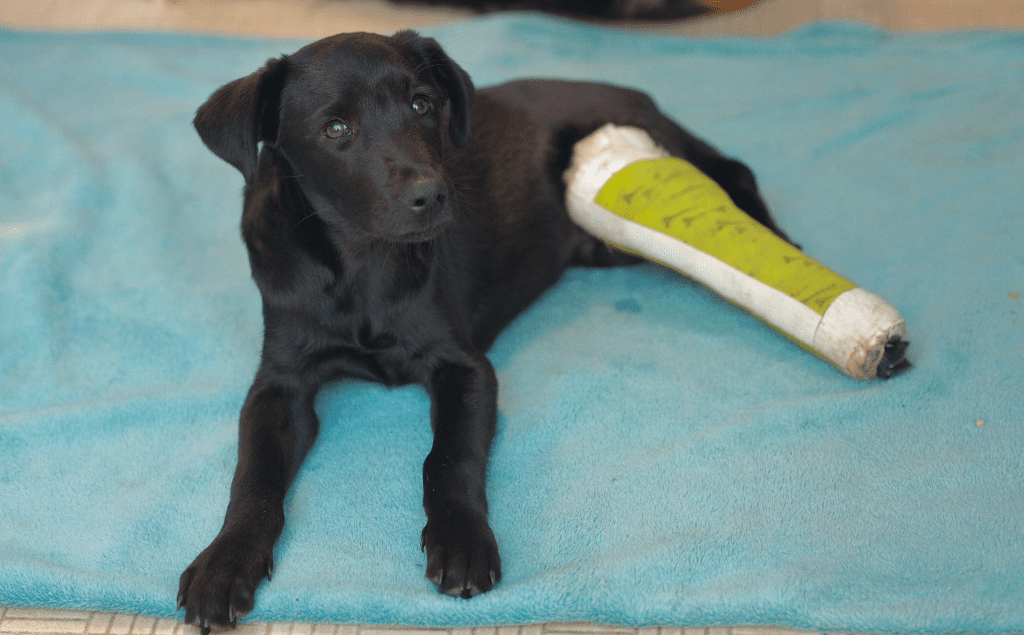 Broken Bones In Dog