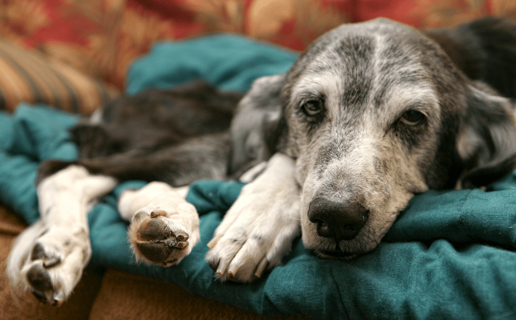 Dog Losing Weight
