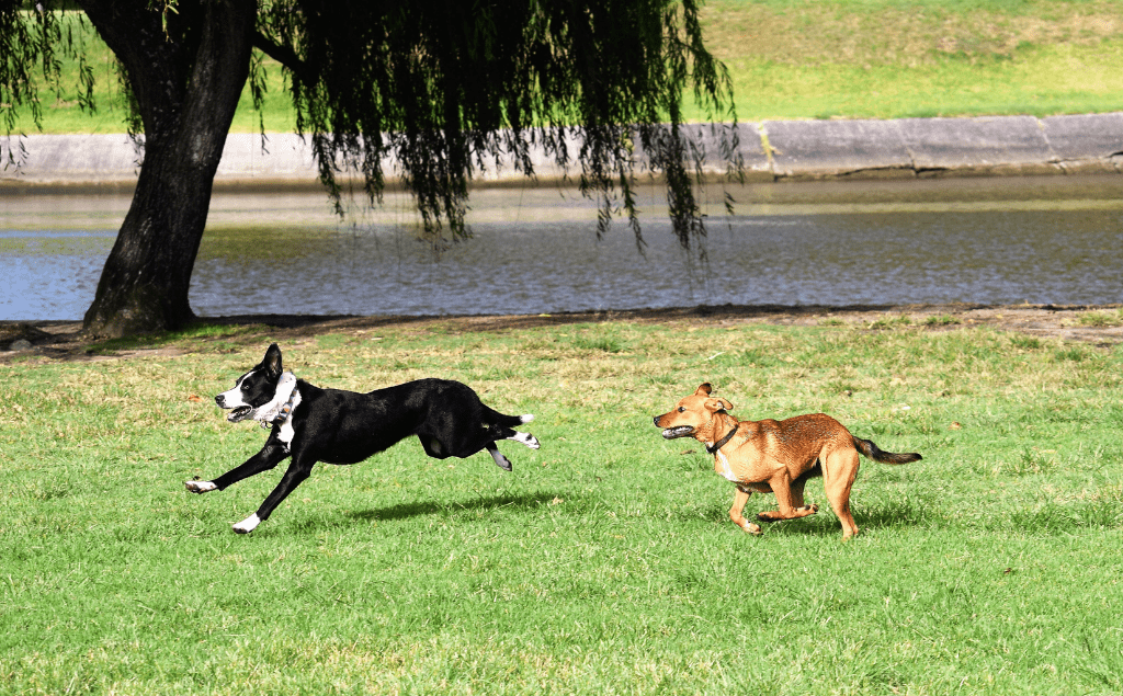 Dog Park Safety Tips Blog