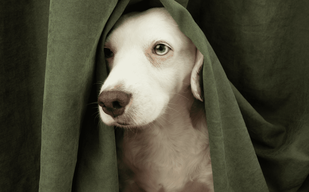Dog Scared Of Fireworks