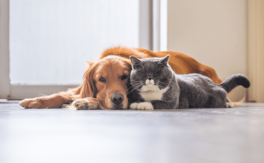 Common Pet Emergencies