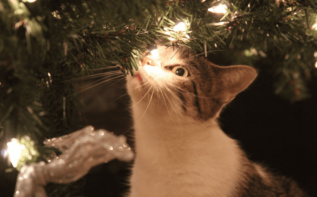 Cat Christmas Tree