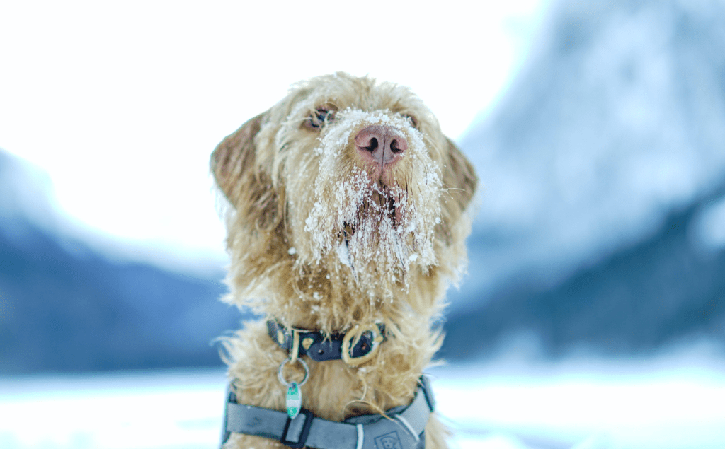 Dog Hypothermia