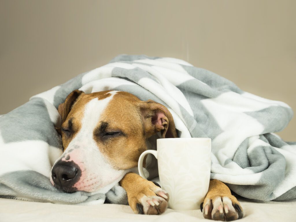 dog-covered-in-blanket-with-mug-between-paws