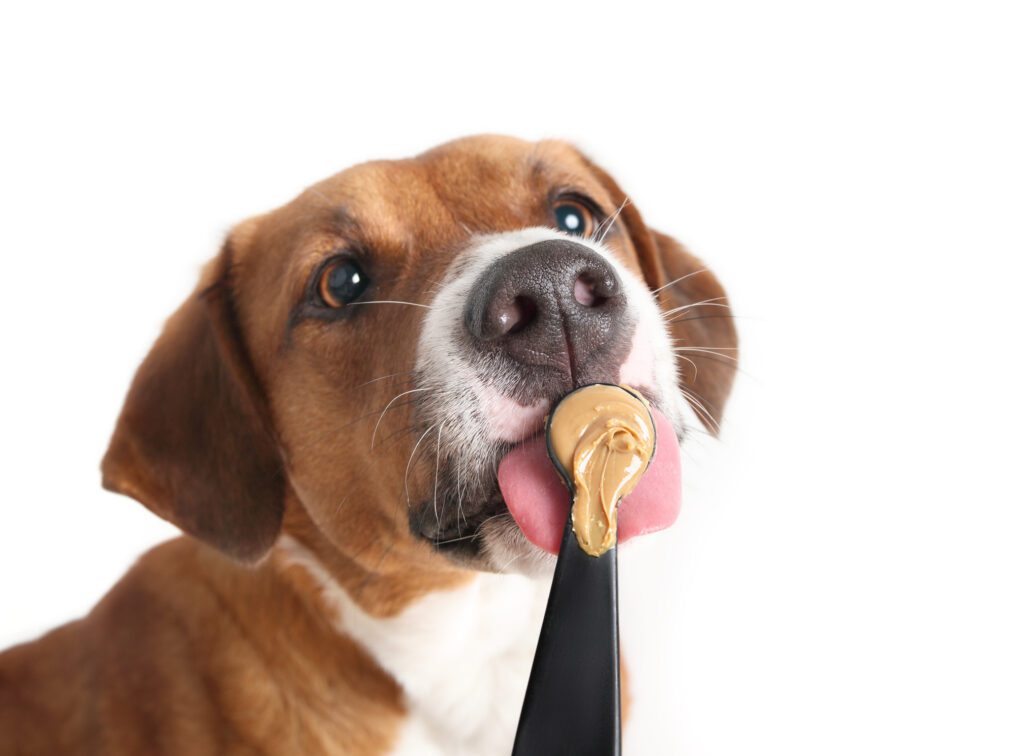 dog-eating-peanut-butter-from-spoon