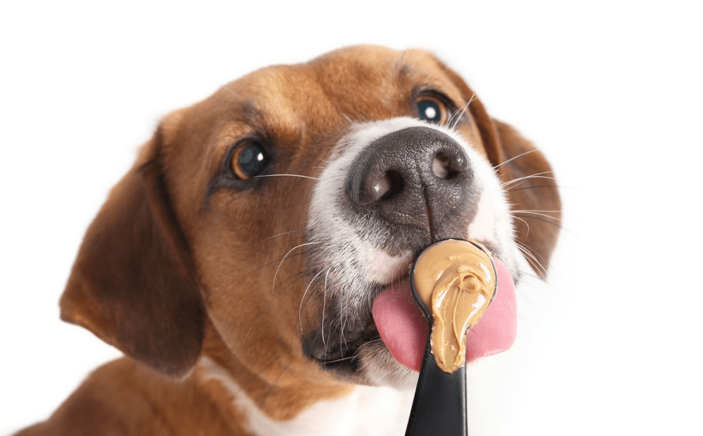 Xylitol Toxicity in Dogs: Symptoms and Treatment | EVCC