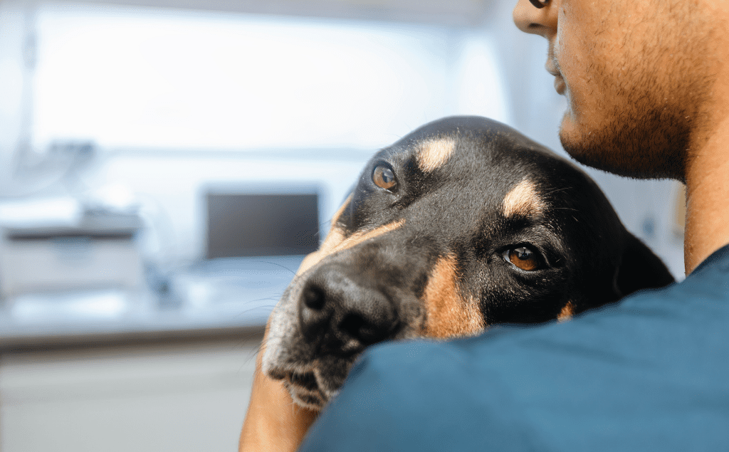 Xylitol Poisoning Dogs