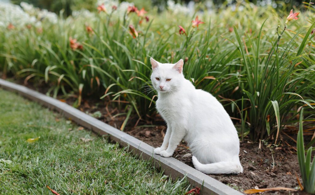 cat near garden of lilies