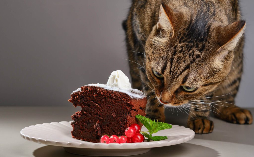 cat with chocolate cake