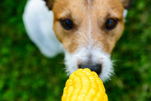 dog-sniffing-corn-on-the-cob