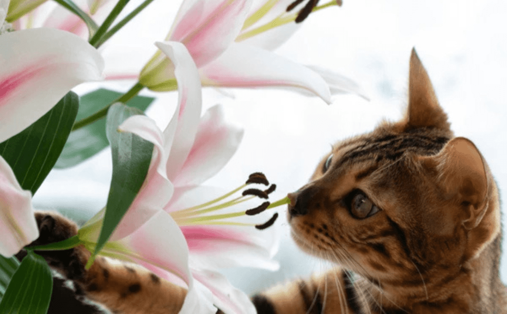 Are Lilies Toxic to Cats? Symptoms, Risks & What to Do | EVCC
