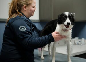 Vet Tech With Black White Dog