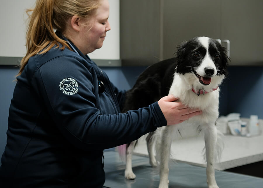 Vet Tech With Black White Dog