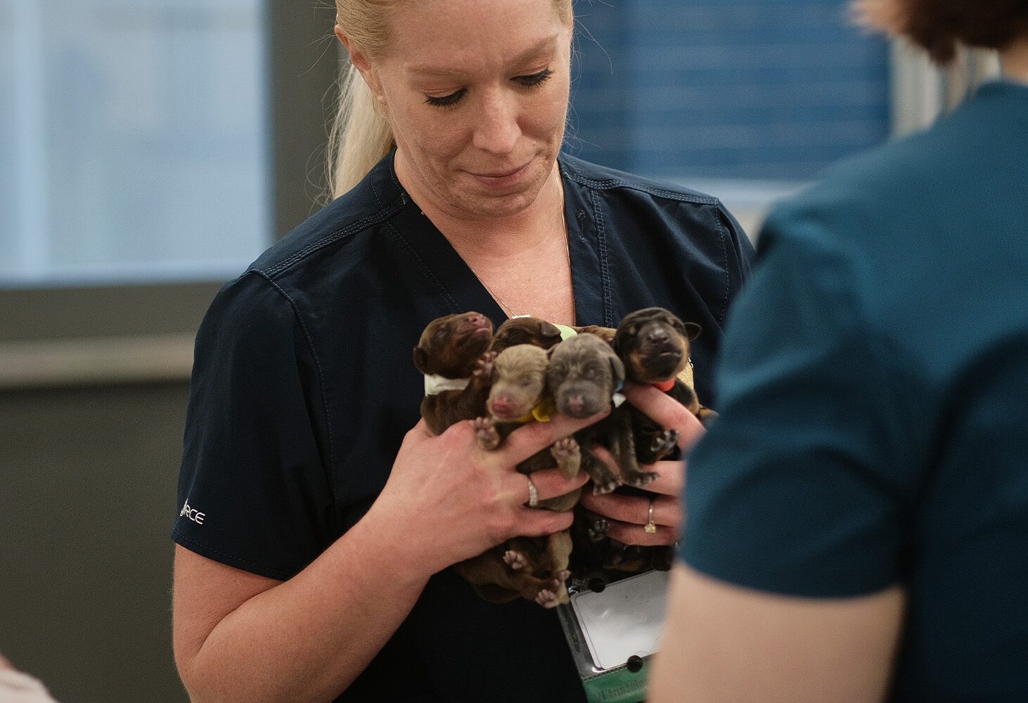 Looking down at puppies, emergency vet services