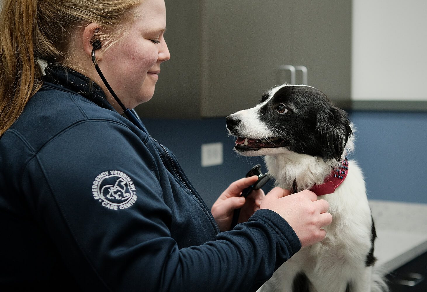 Black And White Dog At Vet Black And White Dog At Vet, pet diagnostic services, emergency vet surgery