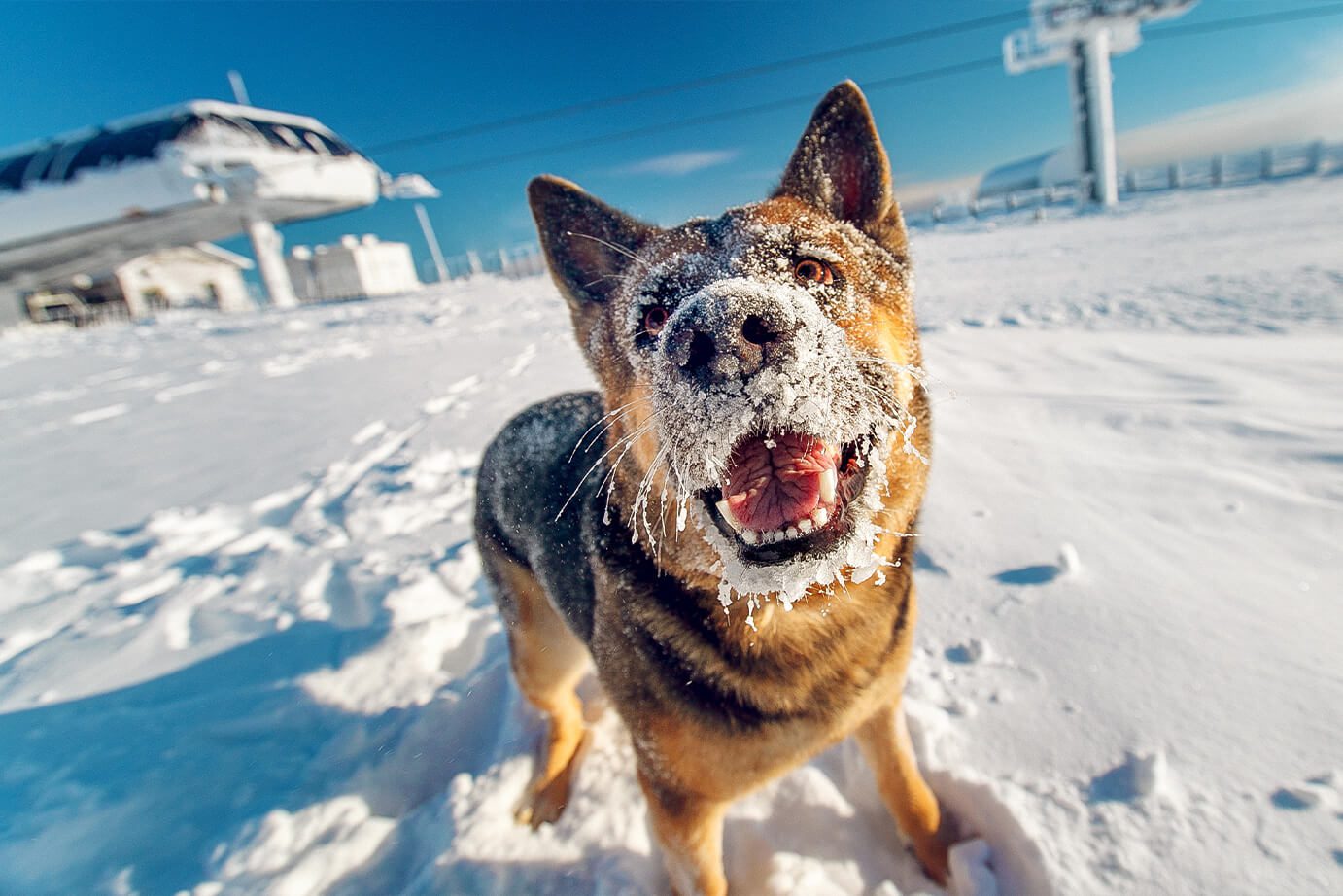 Ourdoor Weather Pet Hazards