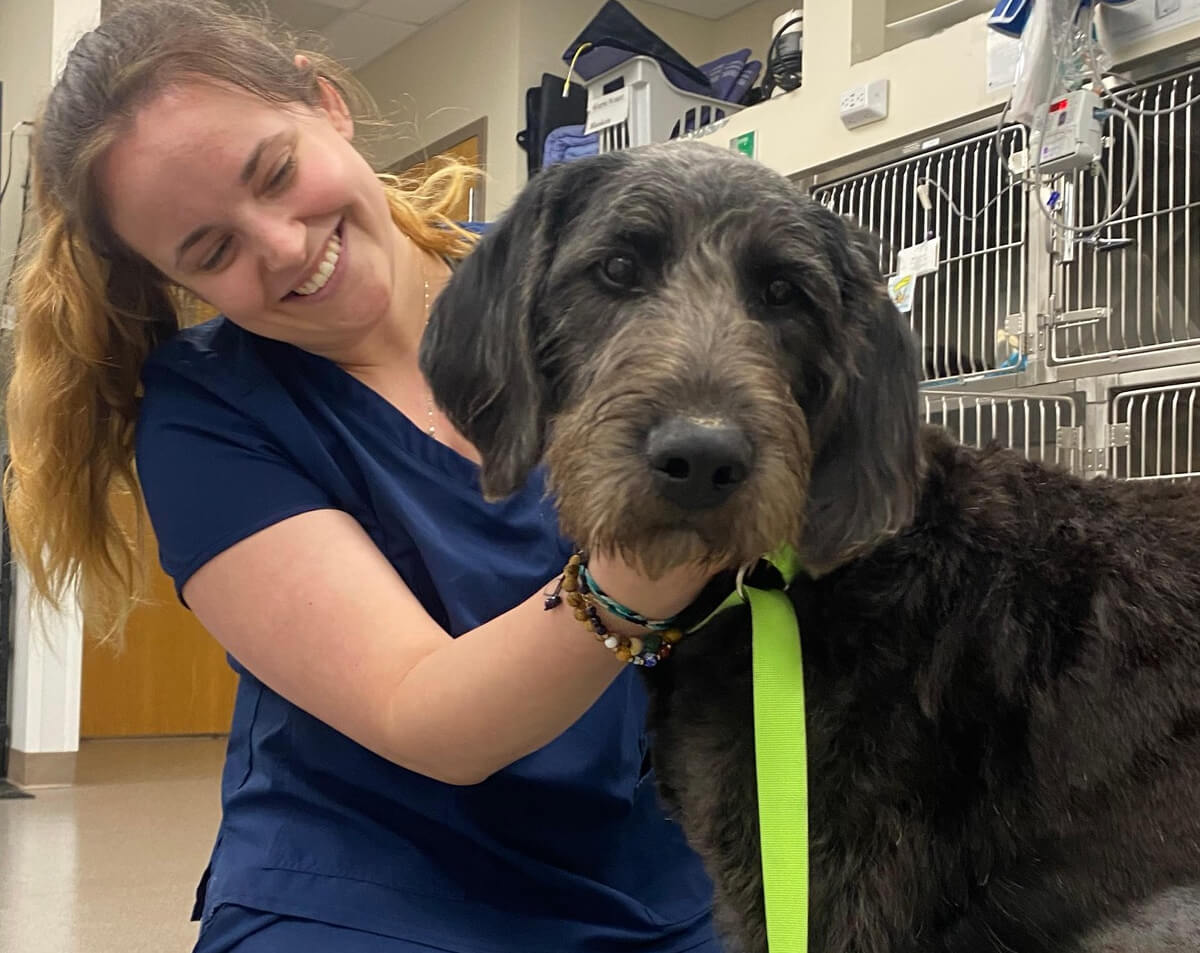 Veterinary Careers At Evcc