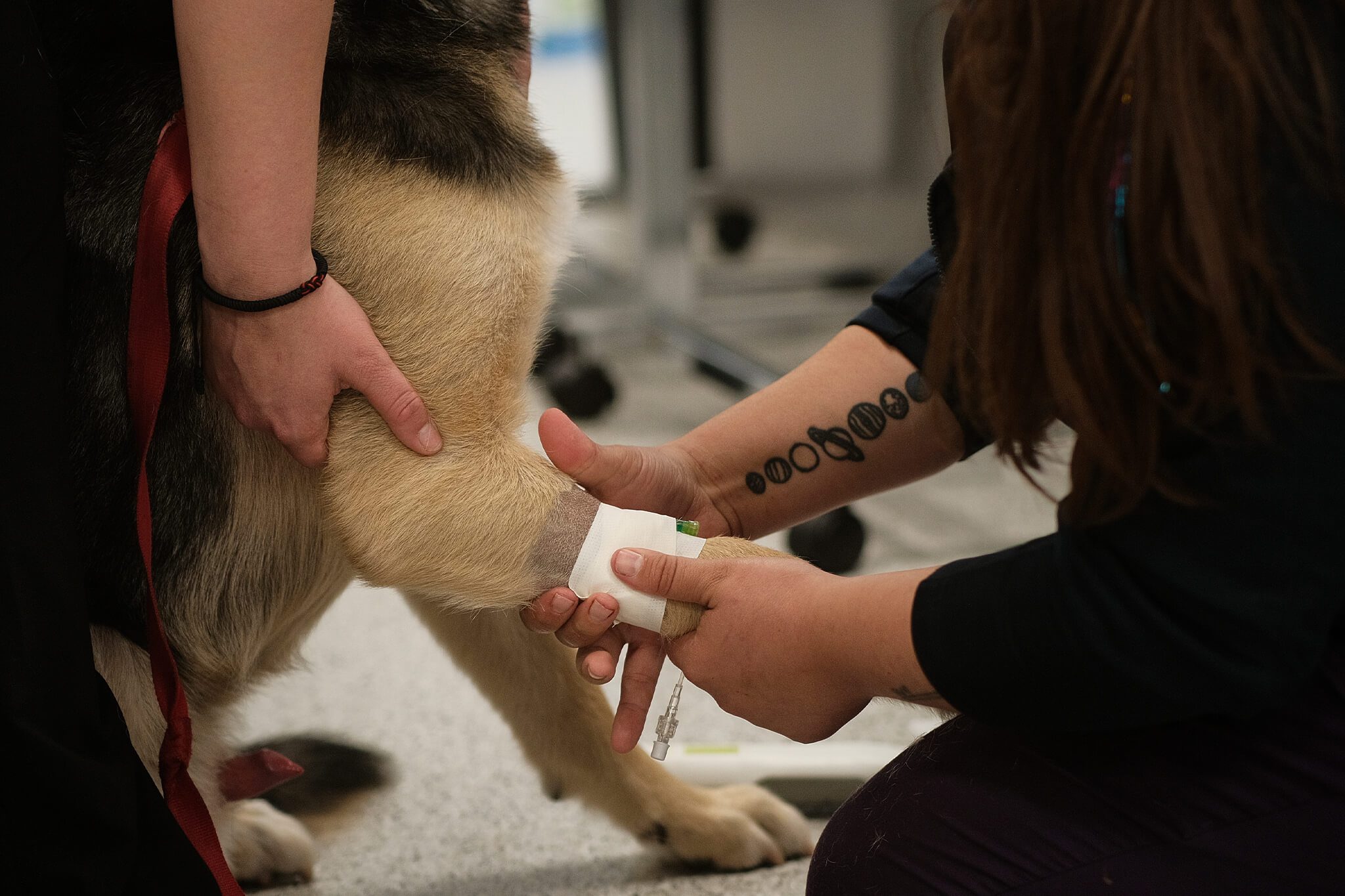 Prepping Paw